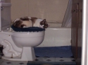 This is my cat, Inu.  Yes, Inu as in dog in Japanese.  We didn't feel right not giving her a complex.