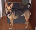 This is Azzia, short for Anastazia.  She's my sister's dog.  Pretty, huh?