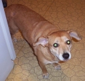 This is Missy.  Believe it or not, this is Cuddles' mom!